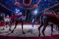 Camels performing at a circus. France, 2017.