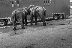 Chained performing elephants. Canada, 2006.