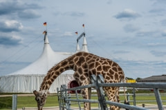 A giraffe and the big top. Germany, 2016.