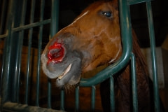 A tell-tale sign that a horse has been given a performance-enhancing mixture is a post-race bleeding nose.