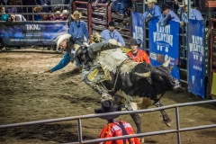 Competitor is thrown off a bull during an event at a rodeo in Montreal, Canada.