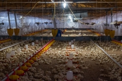 Chicks in a broiler farm. Mexico, 2018.