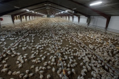 A broiler chicken farm. Denmark, 2017.