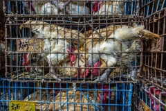 Broiler chickens tightly packed in to cages during transport. Taiwan, 2019.