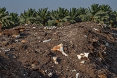Quarantine yards where animal carcasses and waste are improperly disposed. Israel, 2018.