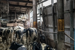 Dairy barn. Taiwan, 2019.