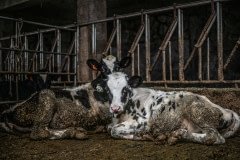 Filthy calves at a dairy farm. Taiwan, 2019.