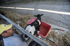 A farm hand puts a newborn calf into a wheelbarrow. Spain, 2010.