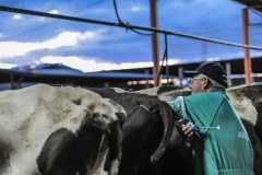 Artificial insemination of a dairy cow. Spain, 2010.