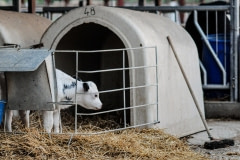 A calf in a veal crate. Spain, 2010.