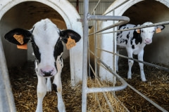 Calves in veal crates. Spain, 2010.