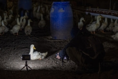 Investigator in a duck farm. Australia, 2017.