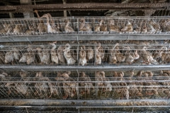 Duck factory farming. Taiwan, 2019.