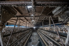Duck factory farming. Taiwan, 2019.