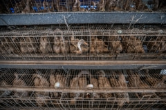 Ducks in a factory farm. Taiwan, 2019.