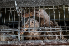 Caged ducks in a factory farm. Taiwan, 2019.