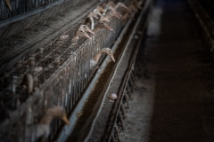 Egg-laying ducks in a factory farm. Taiwan, 2019.