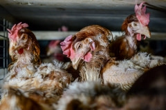 Hens packed into cages at a factory farm. Australia, 2013.
