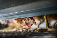 A curious hen in a cage at a factory farm. Australia, 2013.