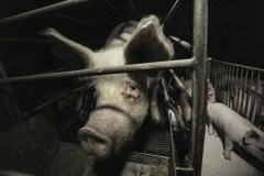 A sow and her piglets at a factory farm. Spain, 2011.