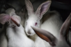 Rabbits at a factory farm. Spain, 2013.