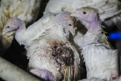 A turkey suffering from injury and infection on a factory farm, Sweden, 2012.