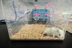 No longer of use for experimentation, a laboratory mouse is asphyxiated by carbon dioxide and then bagged for incineration. USA, 2020. Roger Kingbird / HIDDEN / We Animals Media