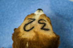 Dogs are marked with a number to aid identification when they are killed after completion of an experiment.  Spain, 2019. Carlota Saorsa / HIDDEN / We Animals Media