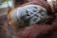 Allie, a rescued orangutan at The Centre for Great Apes. USA, 2014. Jo-Anne McArthur / NEAVS / We Animals Media