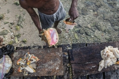 Conch being harvested on a beach for tourists. Belize, 2009.