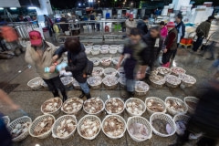 Thousands of baskets of fish and sealife at a market. Taiwan, 2019.