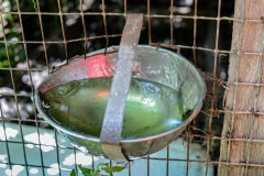 A dirty water bowl at a fur farm. Canada, 2014.