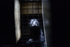 Mink in a small cage. Canada, 2014.