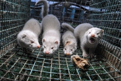 Mink frequently wound and cannibalize one another in the cramped conditions of fur farms. Sweden, 2010.