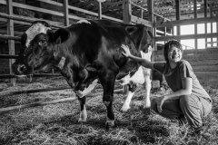 Film director Liz Marshall with Fanny, a dairy cow whose rescue was documented during the filming of The Ghosts in Our Machine. USA, 2011.