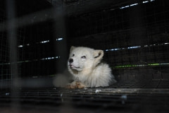 A fox in a fur farm. Europe, 2012.