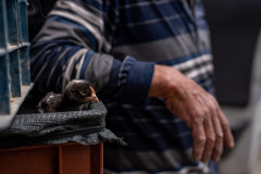 Bir hayvan pazarında taşıma kasasından kaçmayı başaran bir civciv, kasanın file kapağının üzerinde duruyor. Kars, Kars İli, Doğu Anadolu Bölgesi, Türkiye, 2023. Havva Zorlu / We Animals Media