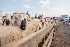 Canlı hayvan pazarında satılan koyunlar, portatif metal ağılların içinde yoğun bir kalabalık oluşturuyor. Tuzla, İstanbul, İstanbul İli, Marmara Bölgesi, Türkiye, 2023. Havva Zorlu / We Animals Media