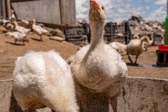 Two goslings stand in a tub containing muddy water in the yard of a multi-species poultry farm while ducks and other geese roam in the background. Kars, Kars Province, Eastern Anatolia Region, Turkiye, 2023. Havva Zorlu / We Animals Media