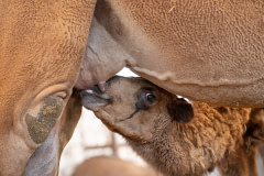 A camel calf with a watering eye looks into the camera as they nurse from their mother at a camel milk dairy farm. Aydin, Aydin Province, Aegean Region, Turkiye, 2023. Havva Zorlu / We Animals Media