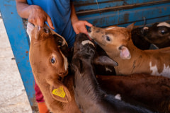 Several calves, a few days of age, suckle the fingers of a vendor at a live animal market. Tuzla, Istanbul, Istanbul Province, Marmara Region, Turkiye, 2023. Havva Zorlu / We Animals Media