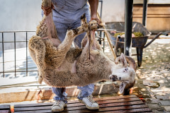 A frightened ram about to be killed is carried to the slaughter area of an animal breeder in Turkiye. This individual will be killed here while fully conscious as a ritual animal sacrifice, or "Qurban," so their owner may observe the Islamic Eid al-Adha holiday traditions. Türkiye, 2022.  Havva Zorlu / We Animals Media