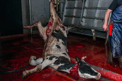 A dairy cow bleeds out while hanging above a blood-covered slaughterhouse floor in Izmir, Turkiye. As a worker holding a bloody knife walks away from her, another cow in a squeeze box in the background awaits the same fate. Türkiye, 2022.  Havva Zorlu / We Animals Media