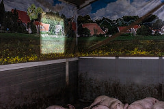 A room with a view. Pigs in the modern meat industry are totally isolated from the outside world – and too smart to be fooled by a painted mural of a rural scene. Netherlands, 2016. Sabine Grootendorst / HIDDEN / We Animals Media