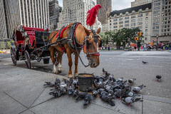 The treatment of carriage horses in New York has come under fire in recent years over the harsh treatment and conditions of its animals. USA, 2018. Aaron Gekoski / HIDDEN / We Animals Media