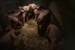 Piglets raised on concrete floors under infrared heat lamps, making rooting, sun-basking and many other natural behaviors impossible. Italy, 2018. Francesco Pistilli / HIDDEN / We Animals Media