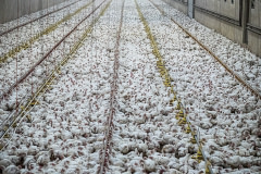 As far as the eye can see. Thousands of chickens packed into a broiler hall complex. Finland, 2017. Juho Kerola / HIDDEN / We Animals Media