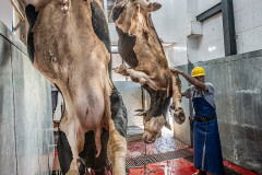 Steer bleeds out while worker prepares to slit throat of another steer at a slaughterhouse. Turkey, 2018. Jo-Anne McArthur / Eyes On Animals / We Animals Media