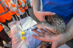 A veterinarian holds a dead duck at a makeshift animal clinic on opening day of duck hunting season. Australia, 2017.