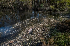 Dead fish floating in floodwaters after Hurricane Florence. North Carolina, USA.